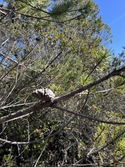 Pinus contorta bolanderi