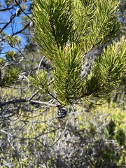 Pinus contorta bolanderi