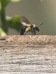 Andrena carlini