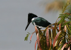 Chloroceryle amazona