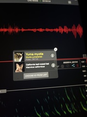 Macrotus californicus