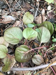 Pyrola grandiflora