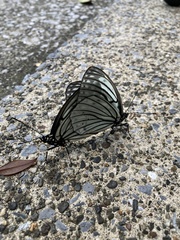Hestina assimilis assimilis