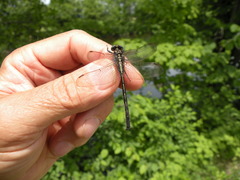 Phanogomphus descriptus