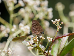 Virachola subguttata