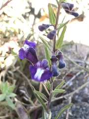 Scutellaria antirrhinoides