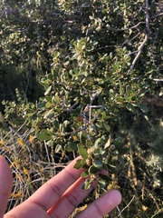 Quercus