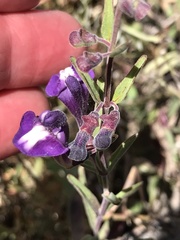 Scutellaria antirrhinoides