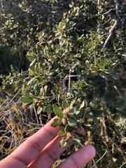 Quercus