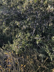 Quercus