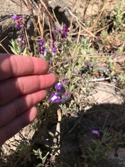 Scutellaria antirrhinoides