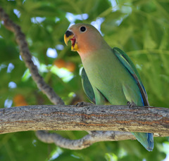 Agapornis roseicollis