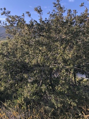 Quercus