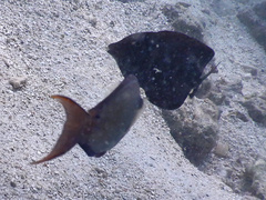 Acanthurus nigrofuscus