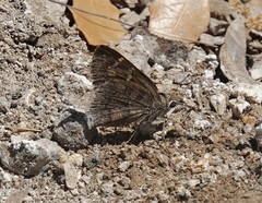 Cogia hippalus