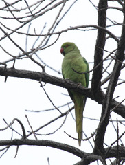 Psittacula krameri