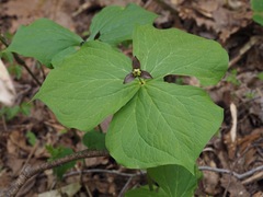 Trillium apetalon