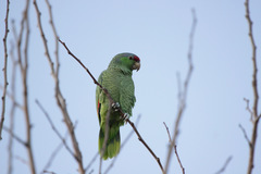 Amazona finschi × viridigenalis
