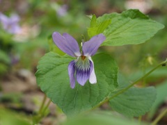 Viola kusanoana