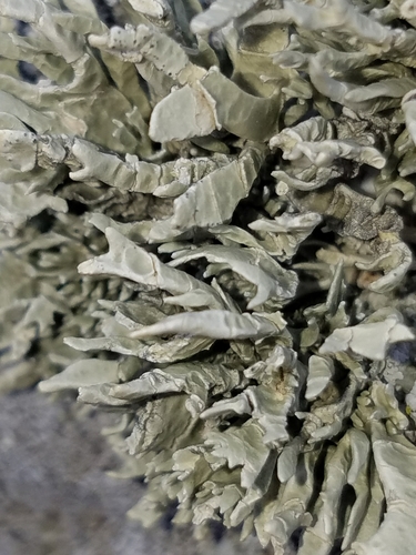 Armored Sea-Fog Lichen