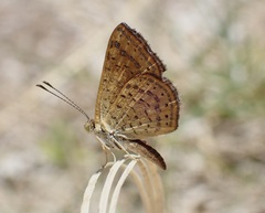 Calephelis arizonensis