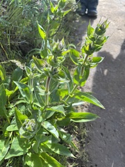 Penstemon glandulosus