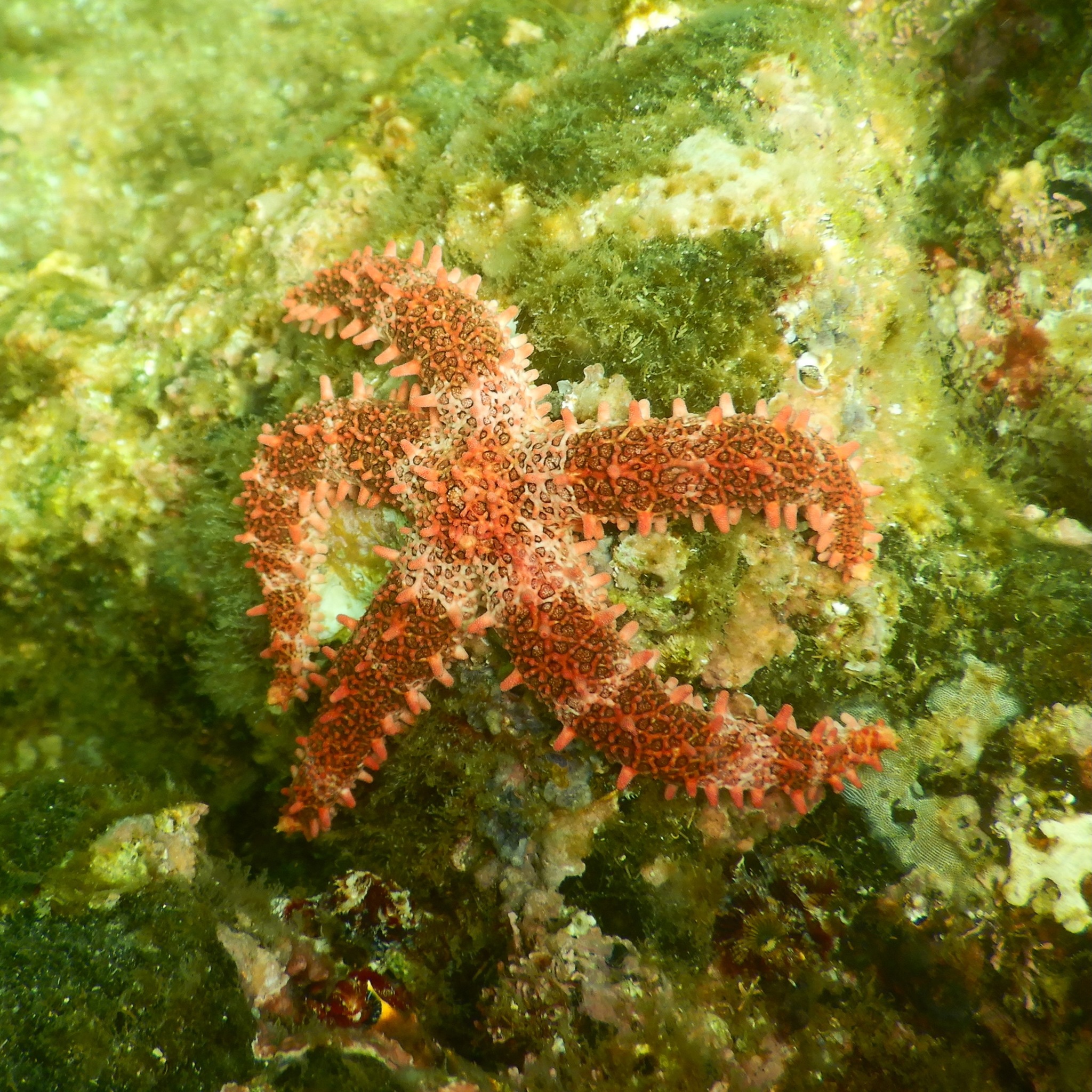 Mithrodia bradleyi Verrill, 1867