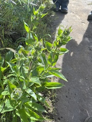 Penstemon glandulosus