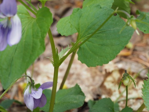 Image of Viola kusanoana by (c) ITÔ, Hiroki, some rights reserved (CC BY)