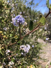 Ceanothus tomentosus olivaceus
