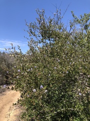 Ceanothus tomentosus olivaceus