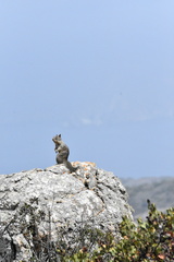 Otospermophilus beecheyi nesioticus