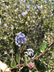 Ceanothus tomentosus olivaceus