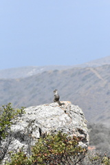 Otospermophilus beecheyi nesioticus
