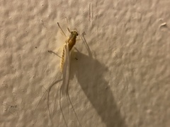 Ephemerella invaria