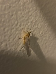 Ephemerella invaria