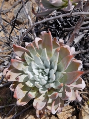 Dudleya virens insularis