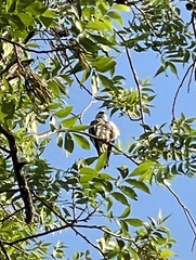 Ictinia mississippiensis