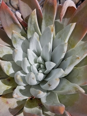 Dudleya virens insularis