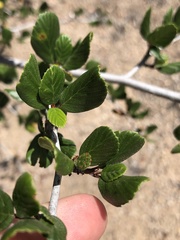 Cercocarpus minutiflorus