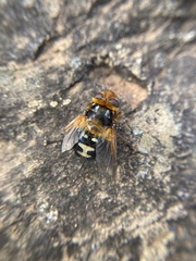 Microtropesa sinuata