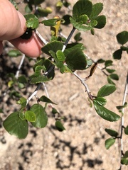 Cercocarpus minutiflorus
