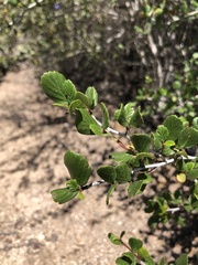 Cercocarpus minutiflorus