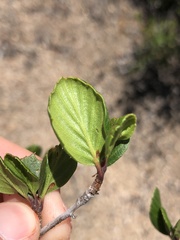 Cercocarpus minutiflorus