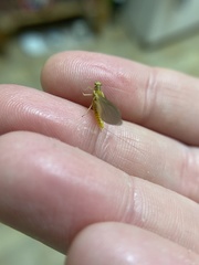 Ephemerella invaria