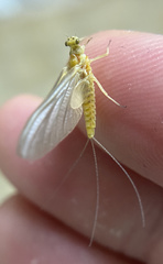 Ephemerella invaria