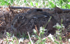 Lepus granatensis