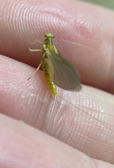Ephemerella invaria
