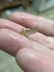 Ephemerella invaria