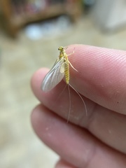 Ephemerella invaria